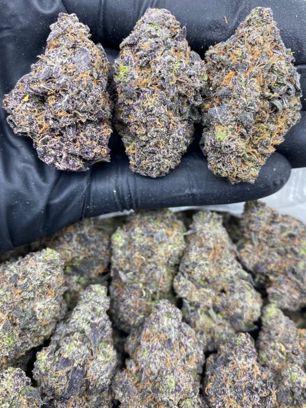 PURPLE RUNTZLATTO