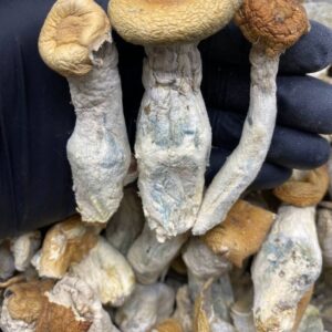 gold cap mushrooms