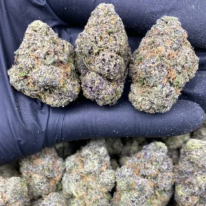 iceberg cherry blossom