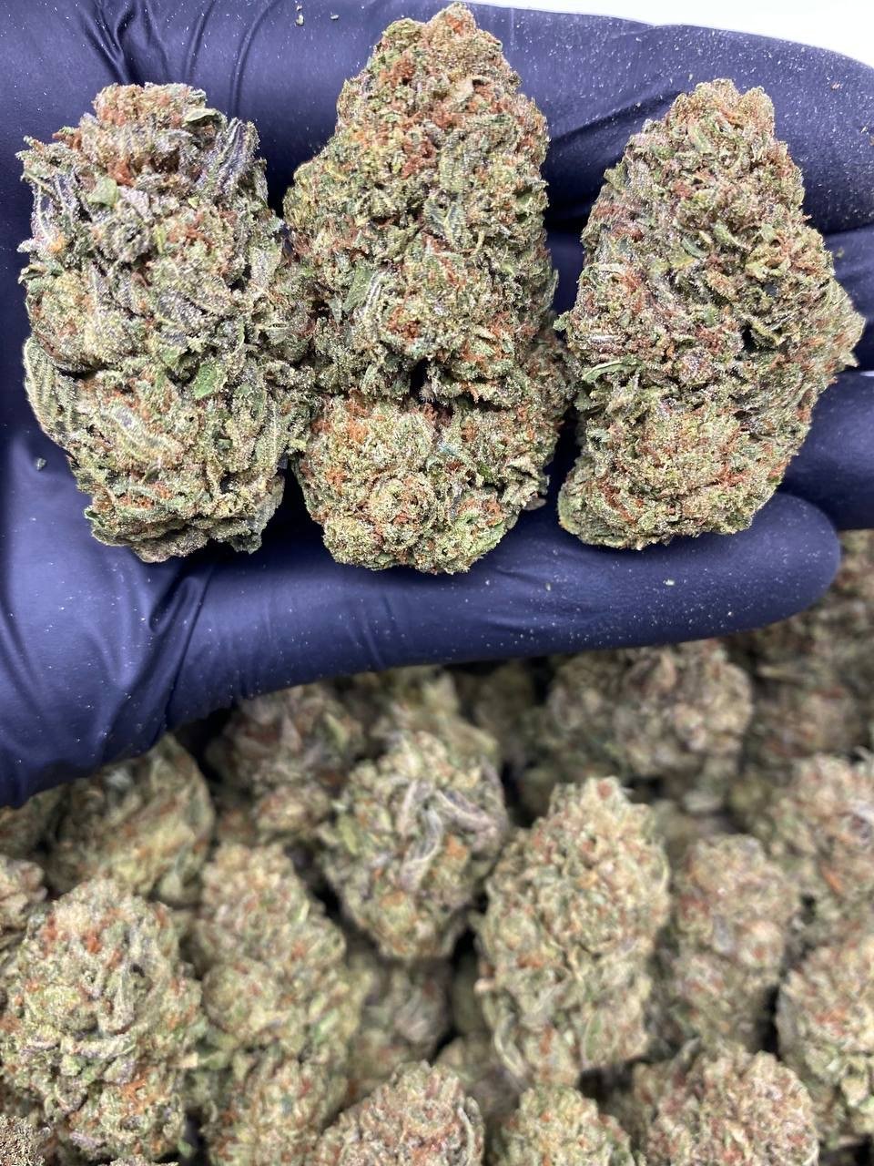 RUNTZLATTO RUNTZLATTO