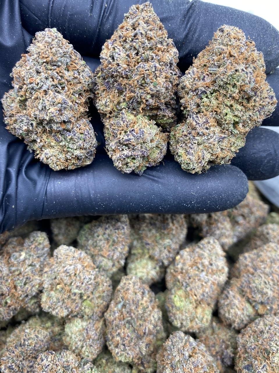 CHERRY FROSTBITE CHERRY FROSTBITE