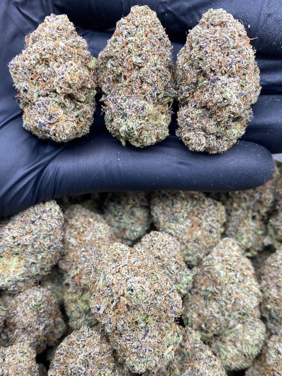 SUGAR CHERRY SUGAR CHERRY