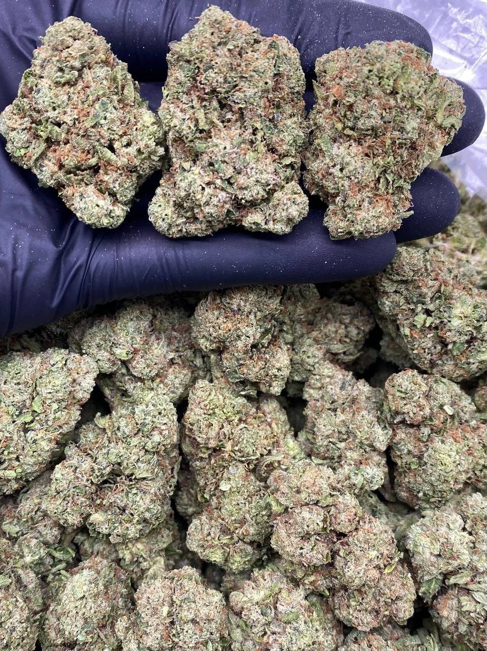 CANDY CHERRY KUSH CANDY CHERRY KUSH