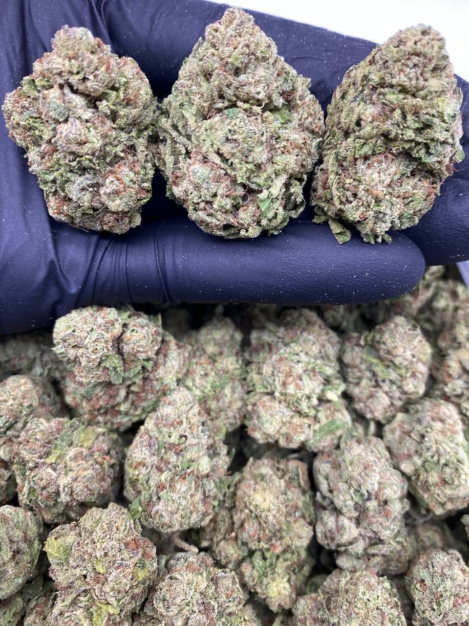 APPLE POPS APPLE POPS