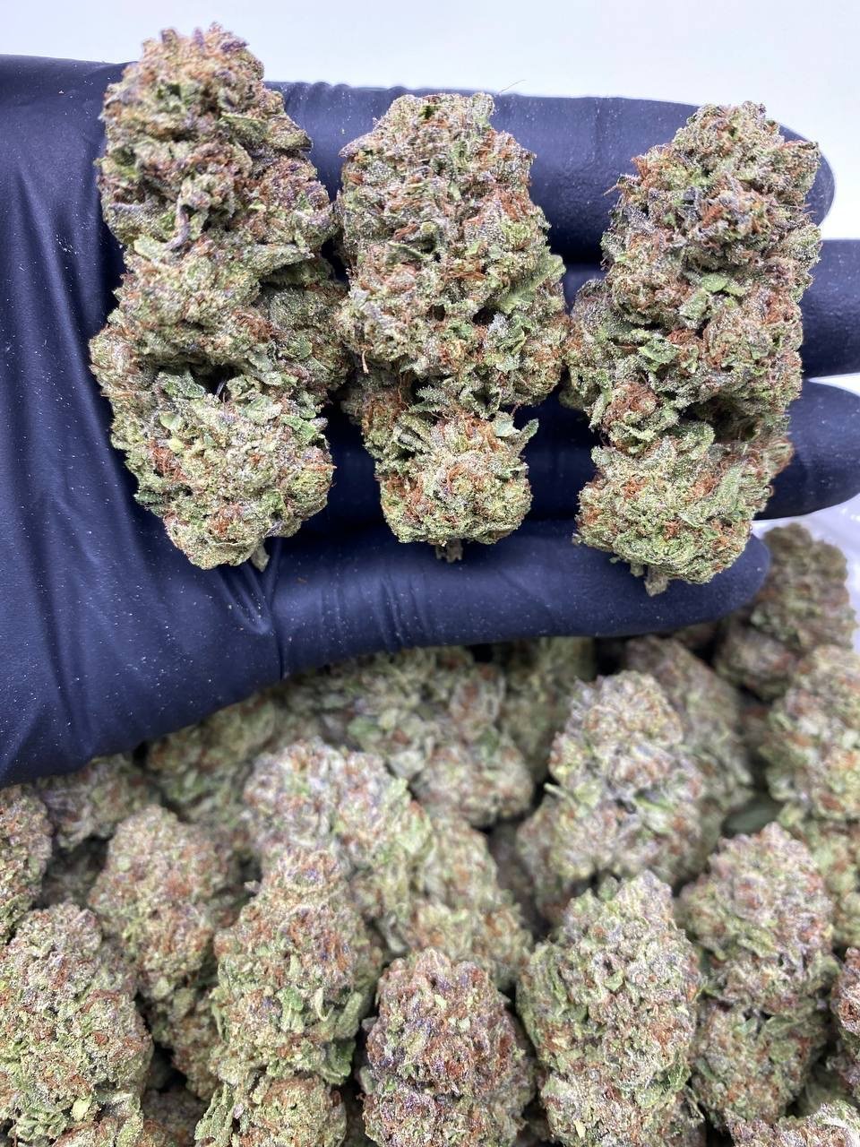 GELATO ICICLES GELATO ICICLES