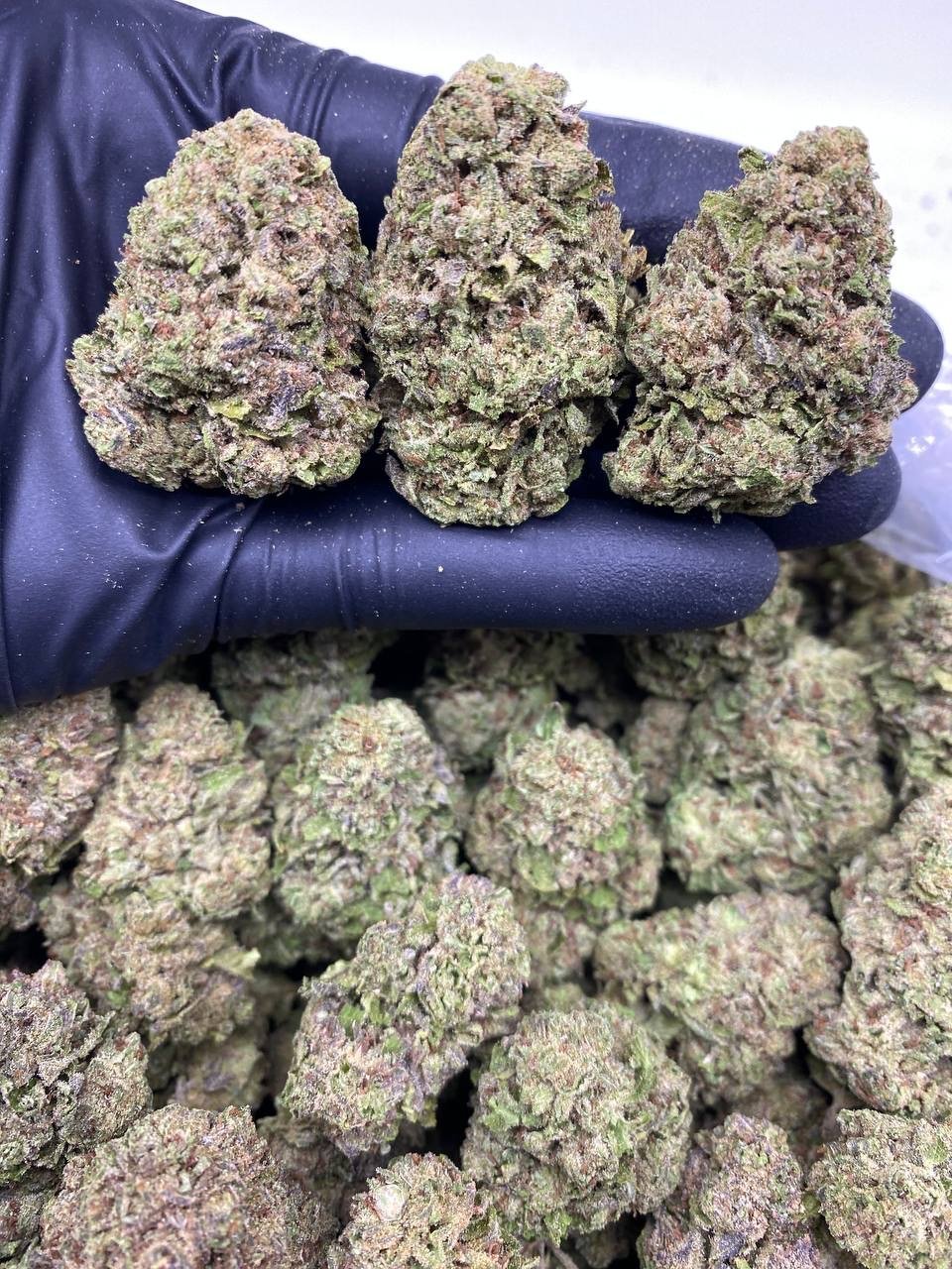 GUSHER CANDY GUSHER CANDY