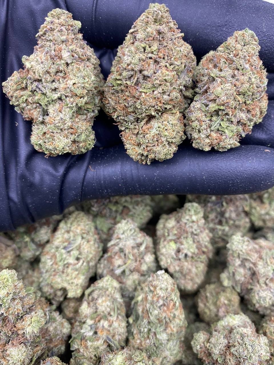 GELATTI MINTZ GELATTI MINTZ