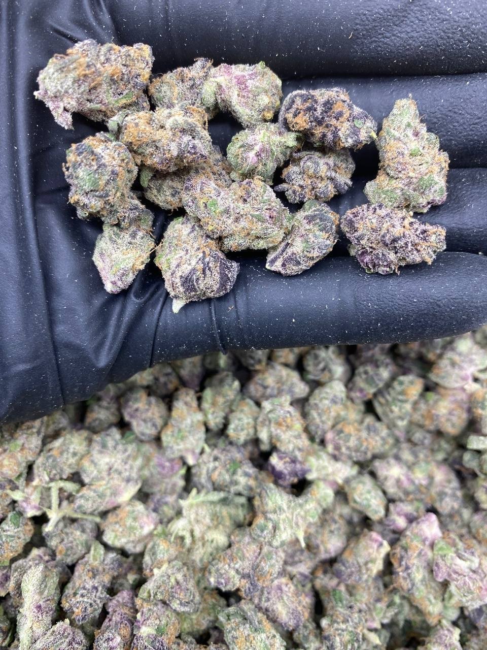 TROP CHERRY SMALLS TROP CHERRY SMALLS