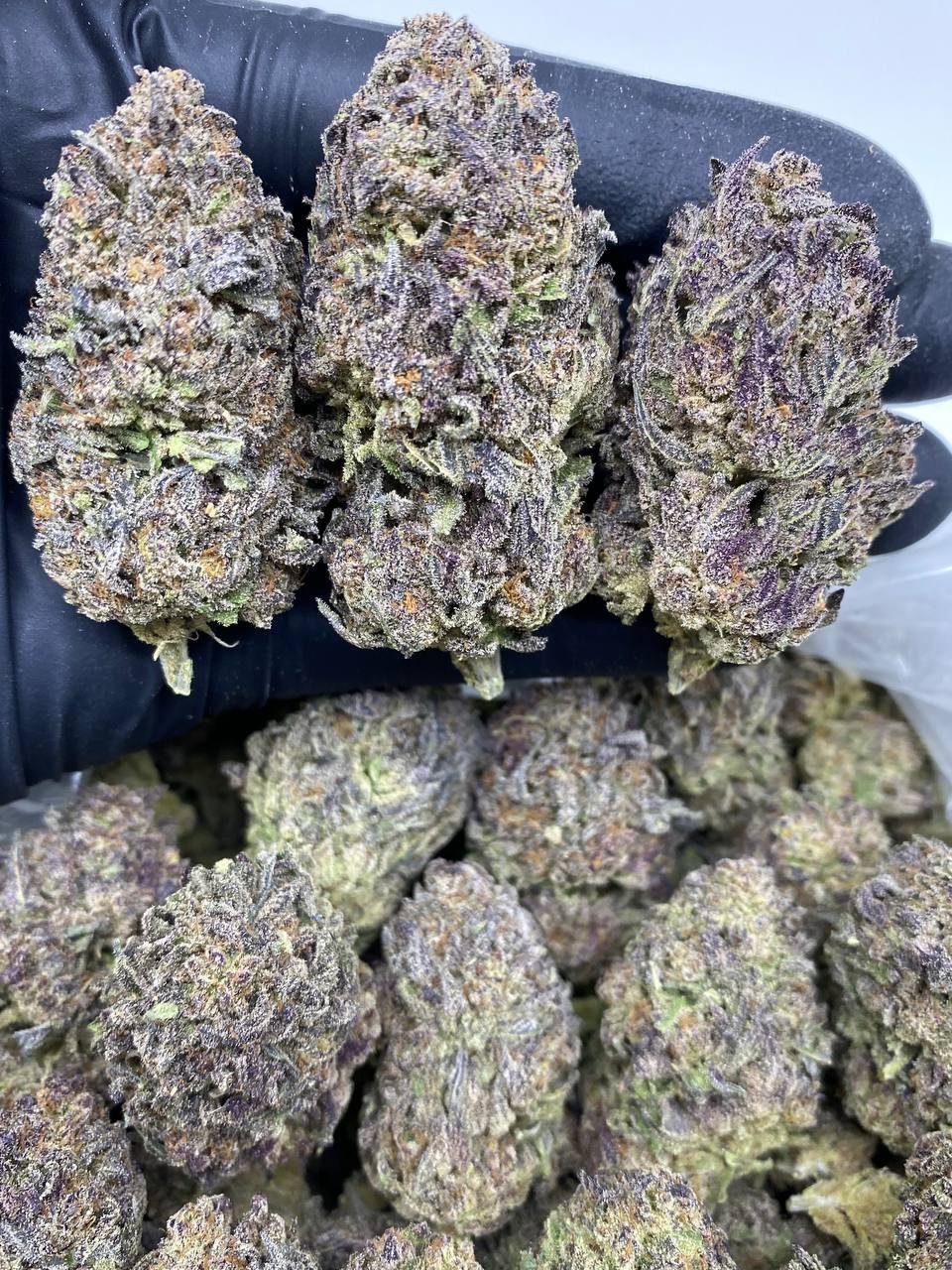 PURPLE ROZAY PURPLE ROZAY