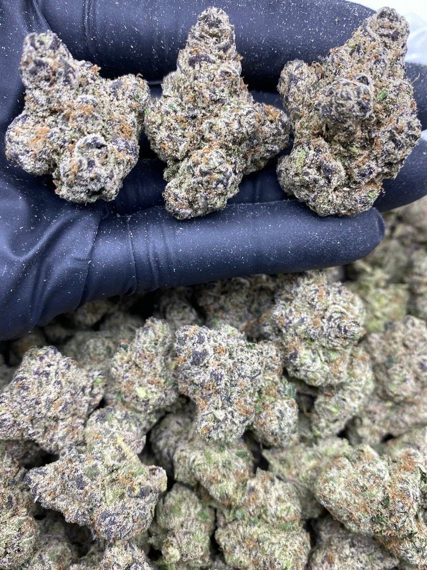 ZA PINK ZLUSHIES ZA PINK ZLUSHIES