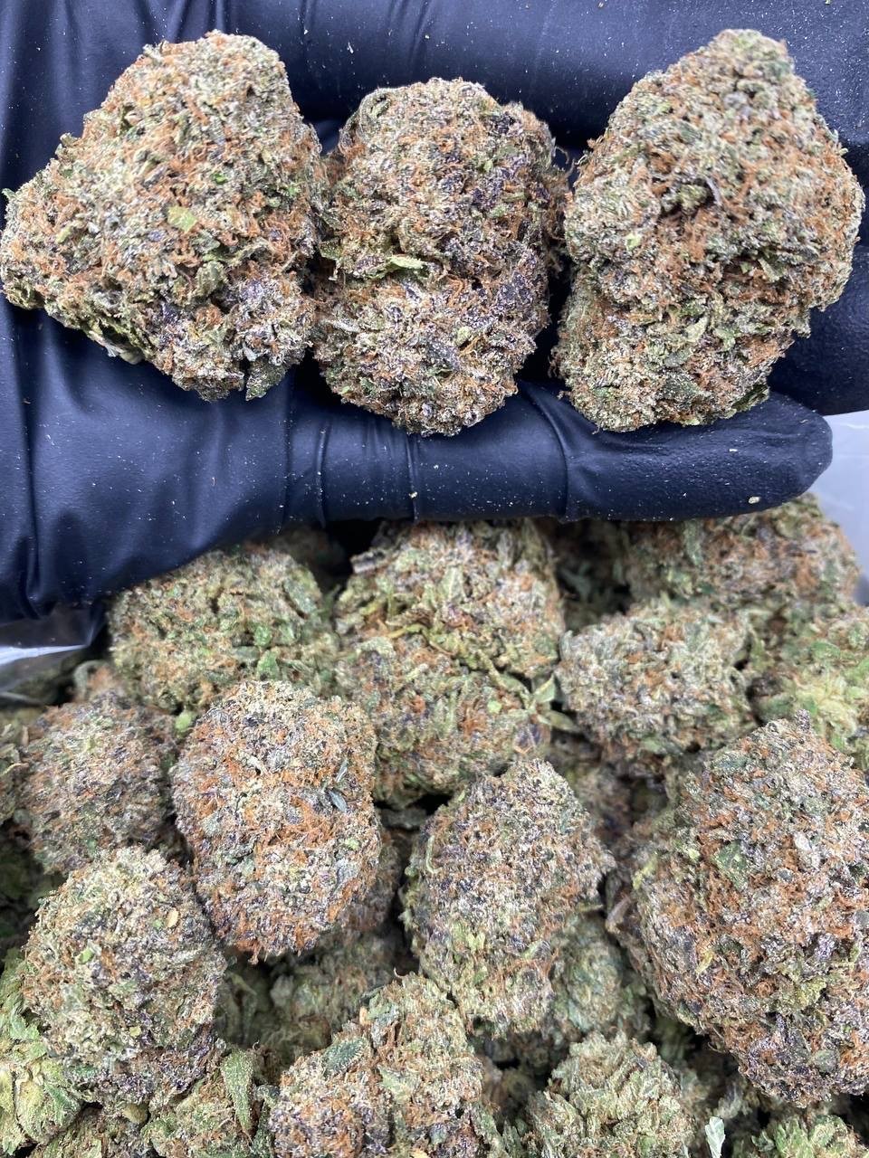 GELATO SHERB GELATO SHERB