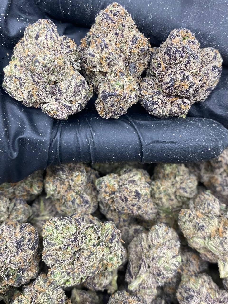 ZA BLUE NERDZ ZA BLUE NERDZ