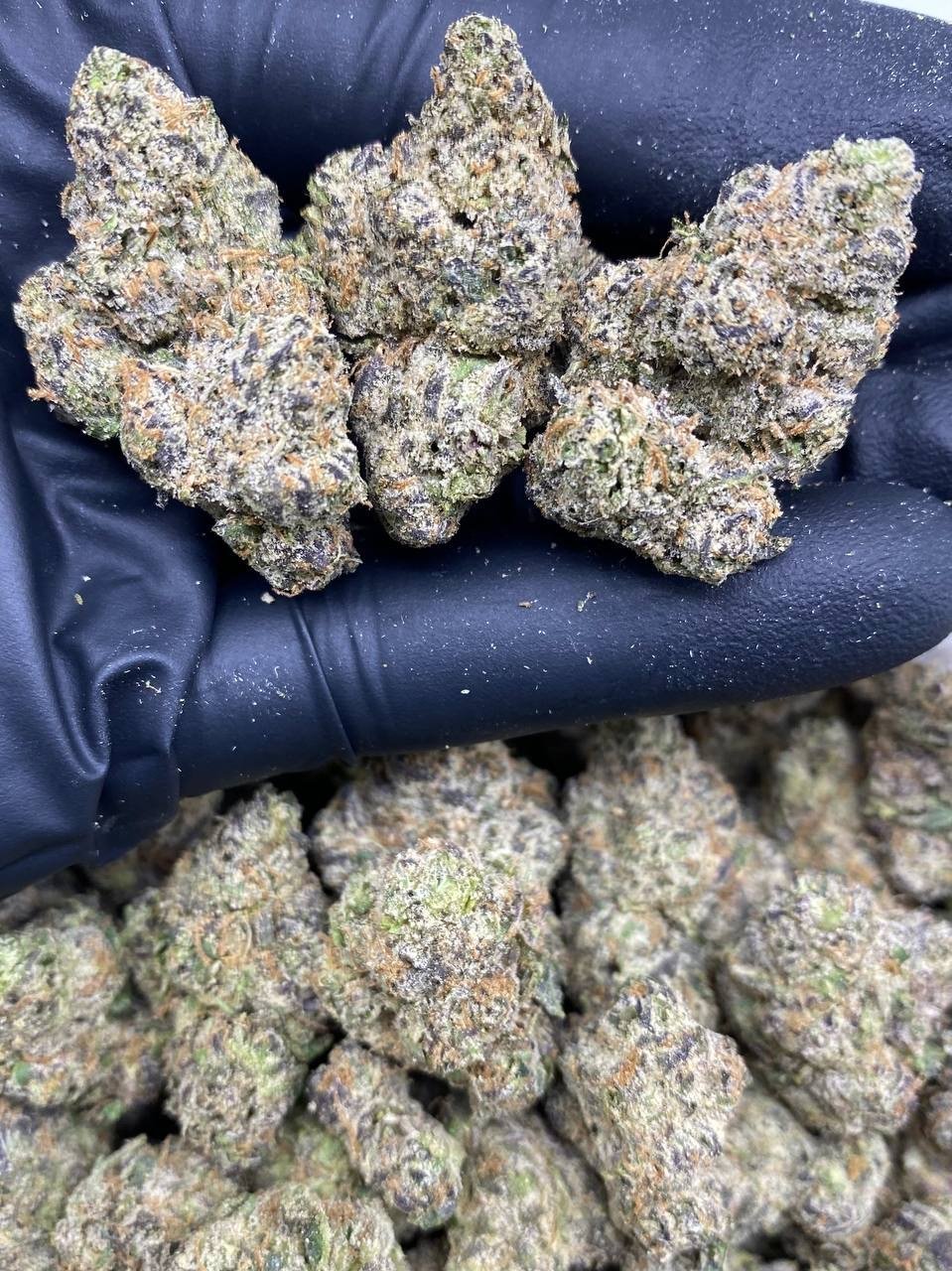 CANDYLAND RUNTZ CANDYLAND RUNTZ