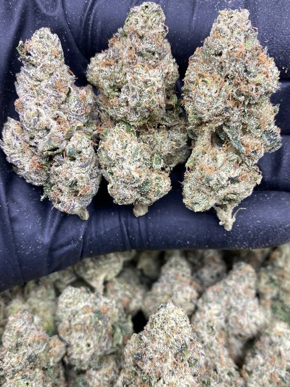 WHITE CHERRY GAS WHITE CHERRY GAS