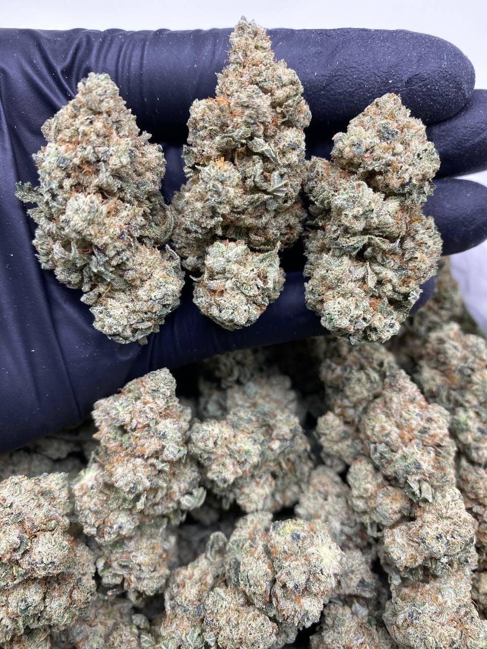 GORILLA GLUE GORILLA GLUE