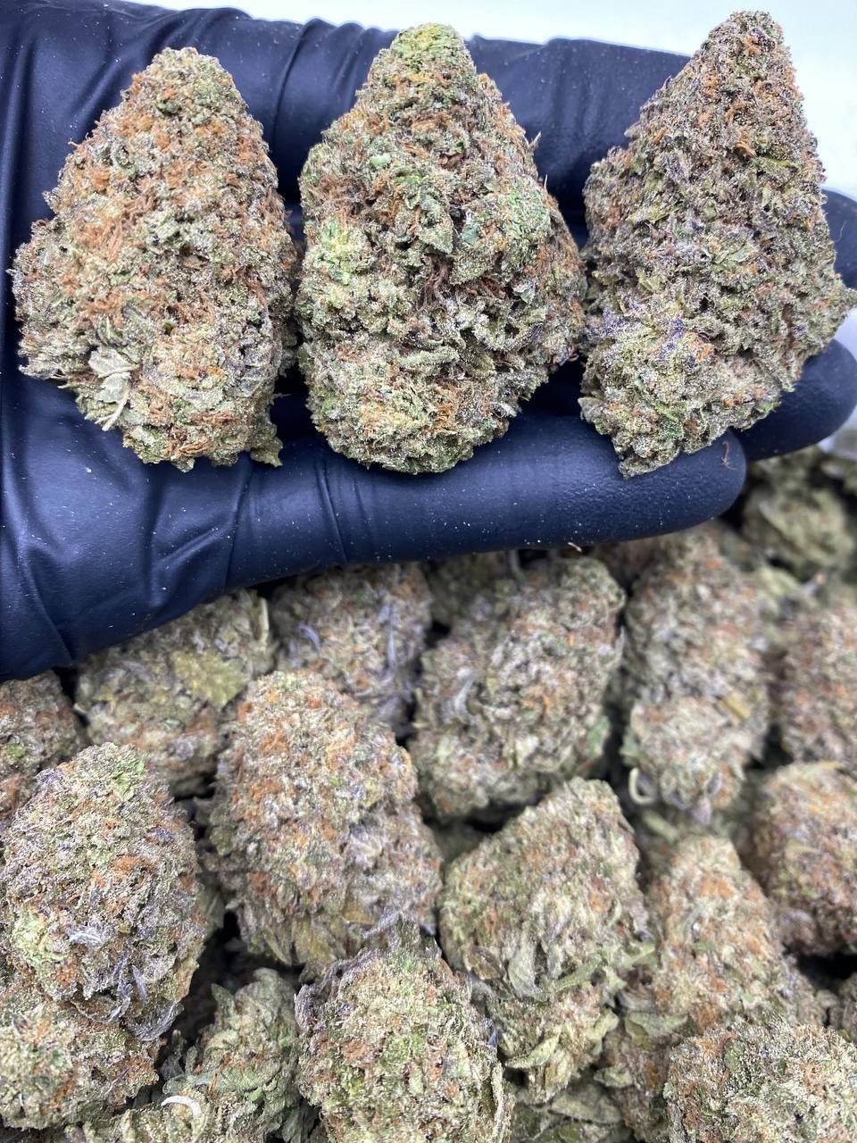 GELATO MILK GELATO MILK