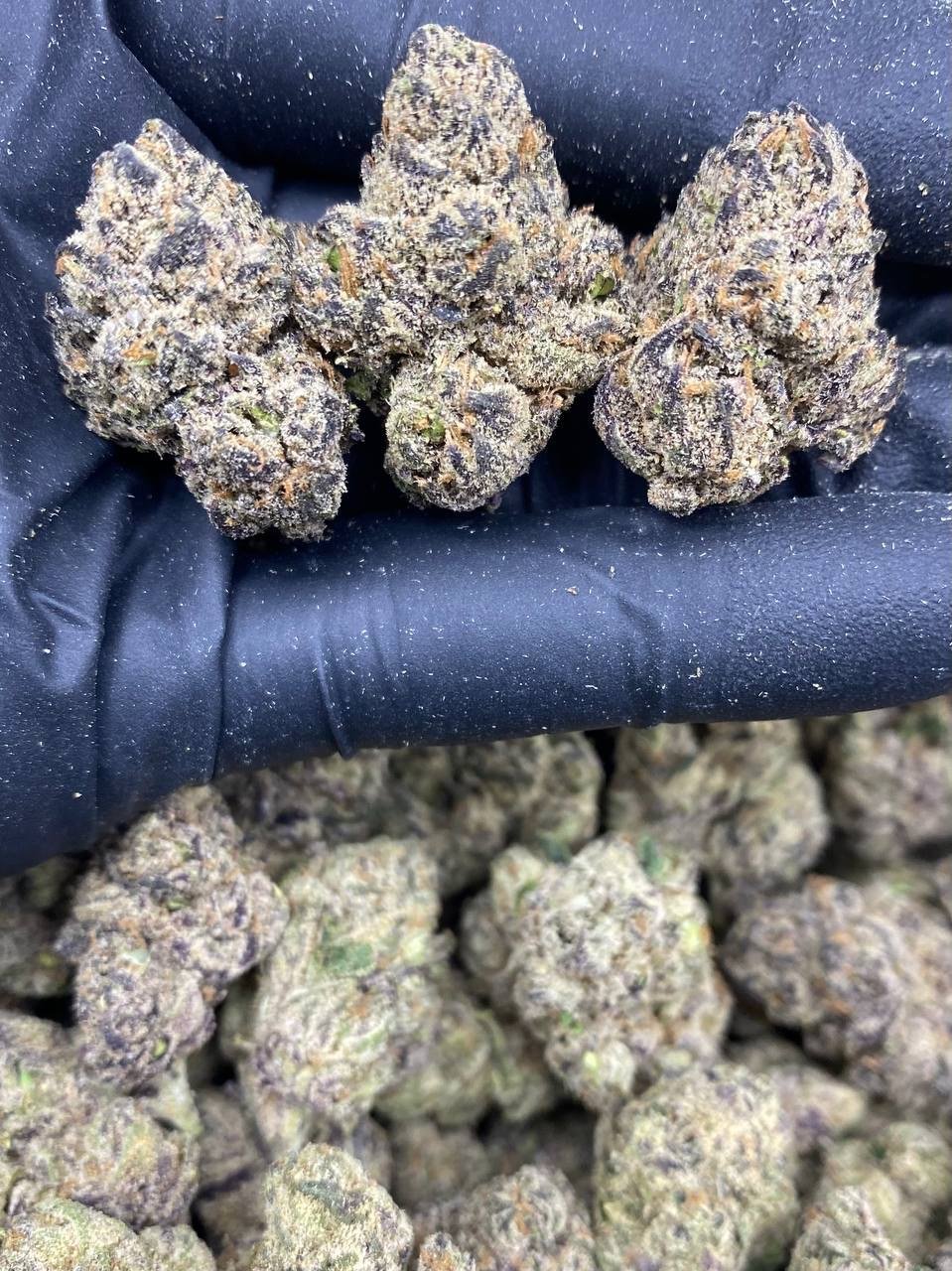 CANDY LOLLI CANDY LOLLI