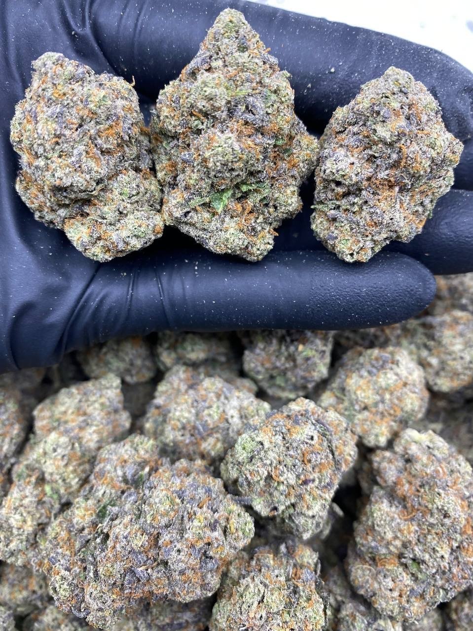 GELATO MINTZ GELATO MINTZ