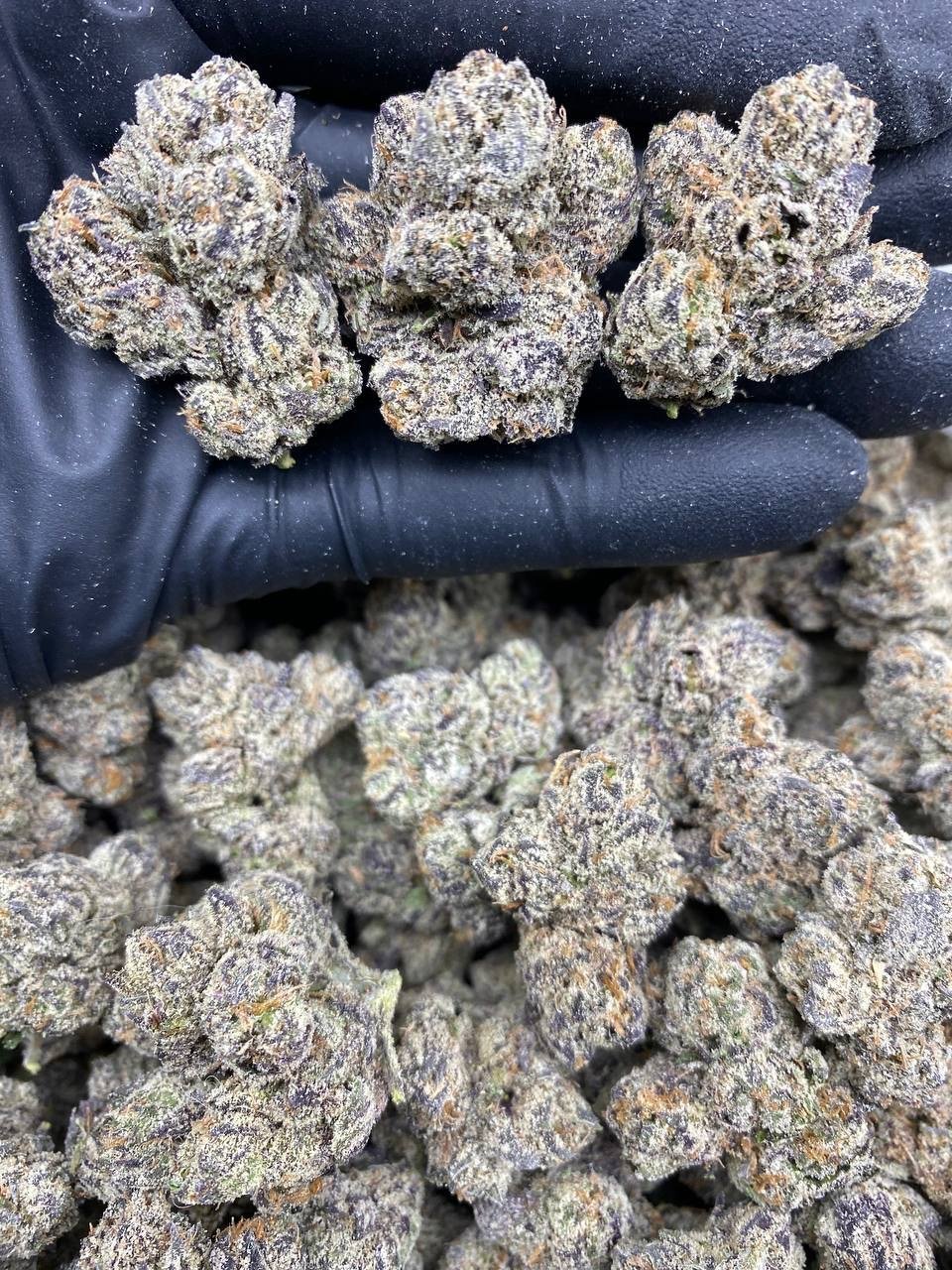 EXOTIC KILLER RUNTZ EXOTIC KILLER RUNTZ