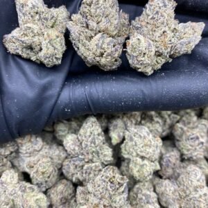 EXOTIC THUNDER RUNTZ