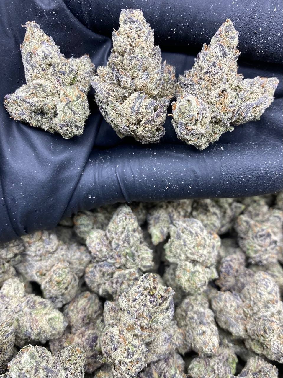 EXOTIC THUNDER RUNTZ EXOTIC THUNDER RUNTZ