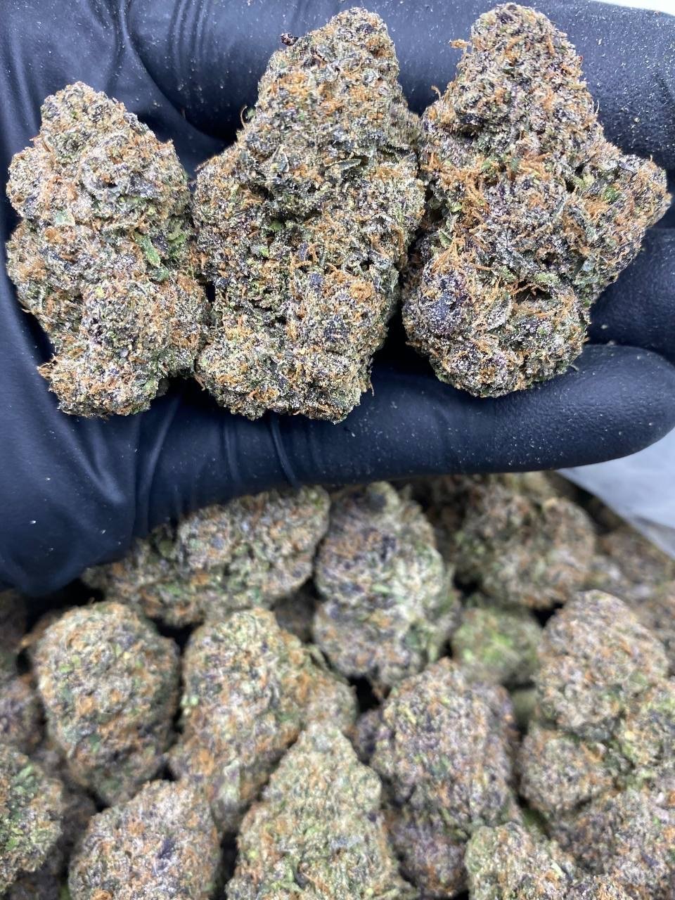 PURPLE GRENADINES PURPLE GRENADINES