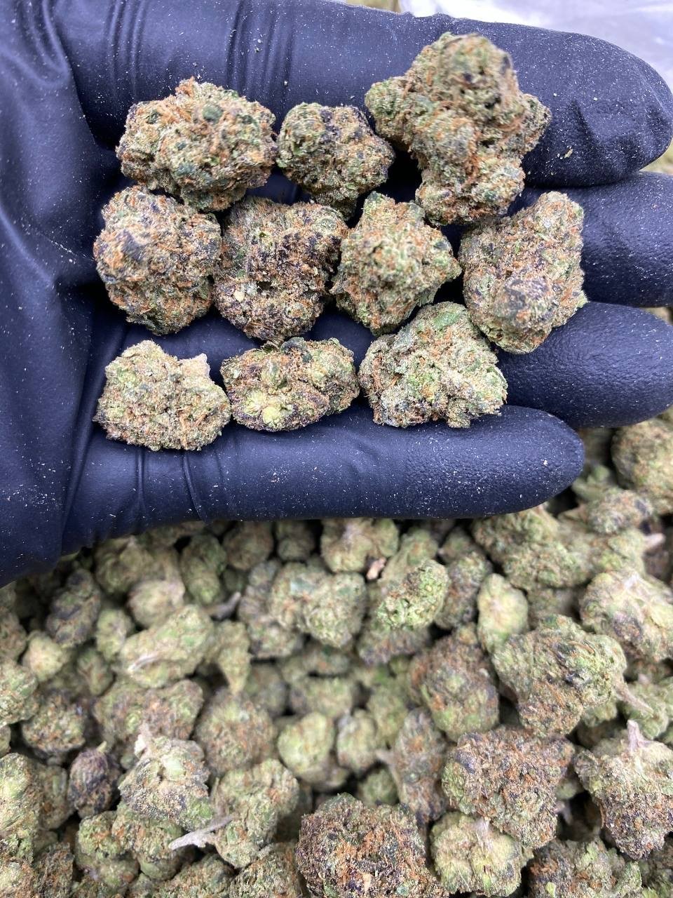 SHERBET SMALLS SHERBET SMALLS