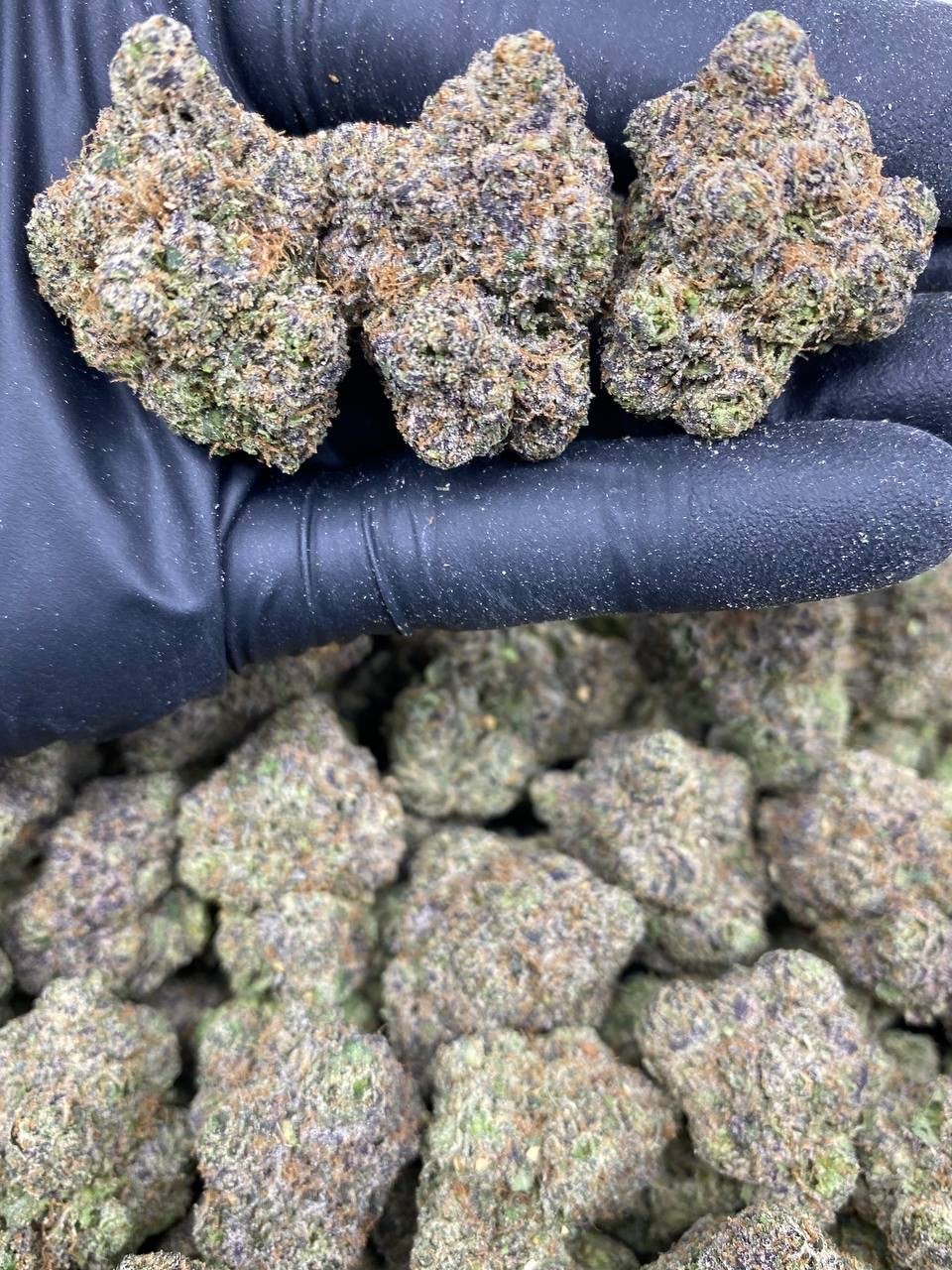 FIRE RUNTZLATTO FIRE RUNTZLATTO